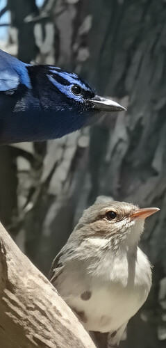 birds-after-ai-macrozoom